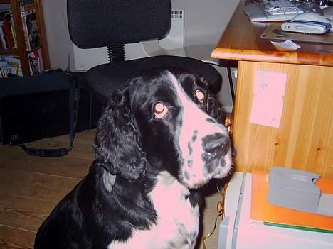 Engelsk springer spaniel Mirocchi (Louis) - Gået bort - Giver du miig ikk snart den godbid? <33 billede 5