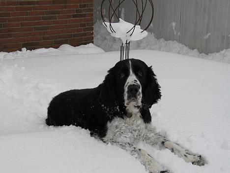 Engelsk springer spaniel Mirocchi (Louis) - Gået bort - Puha..! Vi må hellere lige ligge lidt ned... Der er jo også så meget sne at jeg ikke synker igennem... ;) billede 6