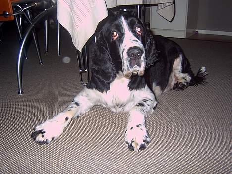 Engelsk springer spaniel Mirocchi (Louis) - Gået bort - Det er dejlig at slappe af :D billede 7