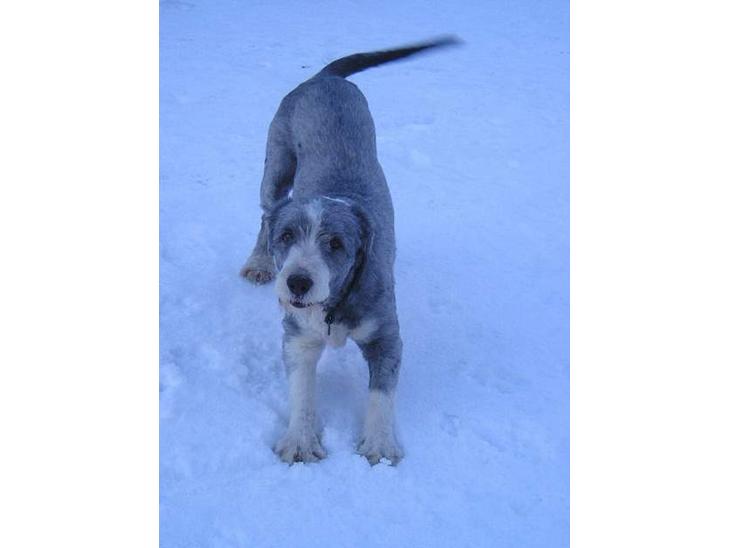 {{currentPhoto.altText}} billede {{currentPhoto.number}}