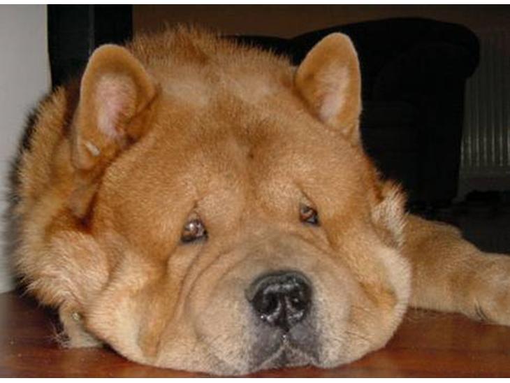 Chow chow Balou - Ka jeg ik få lov at sove i fred billede 1