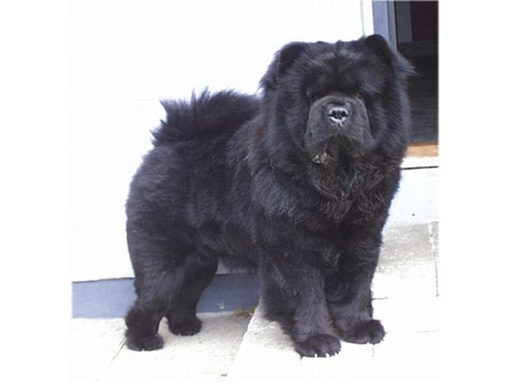 Chow chow Asron - Asron på han´s 2 års fødselsdag billede 1
