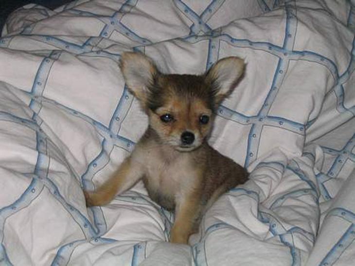 Chihuahua Cilla - Er jeg bare yndig eller hvad!!! billede 1