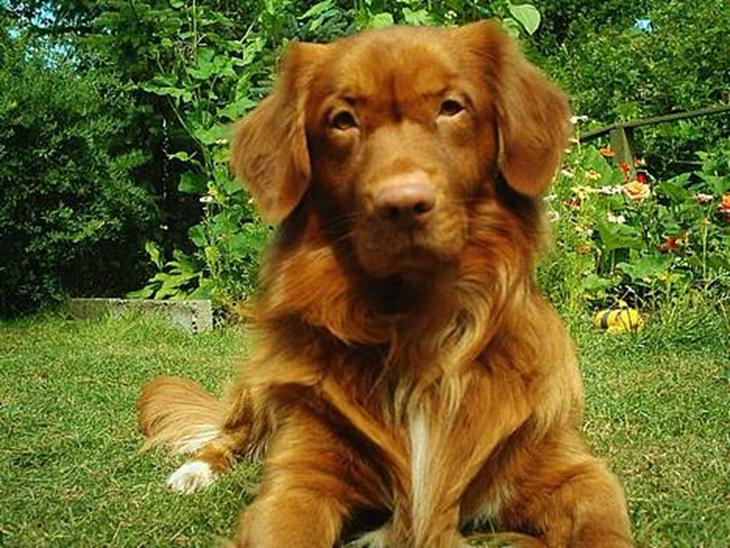 Nova scotia duck tolling retriever Leo billede 1