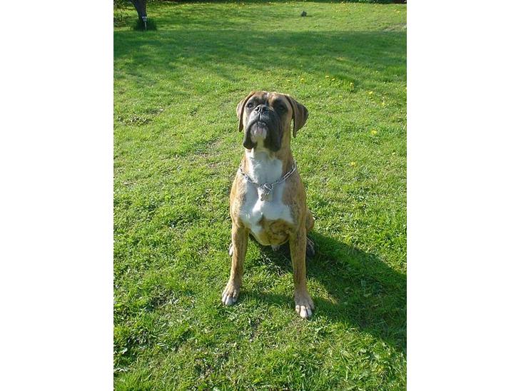 Boxer Conrad - Så er man ved at blive voksen,... meget stolt!! 1½år og 35,2kg billede 1