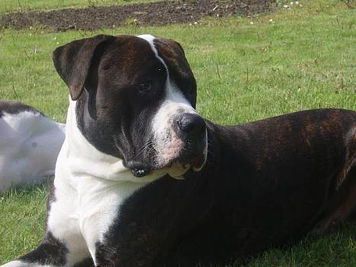 Blanding af racer Nickie DØD d.23-9-06 billede 1