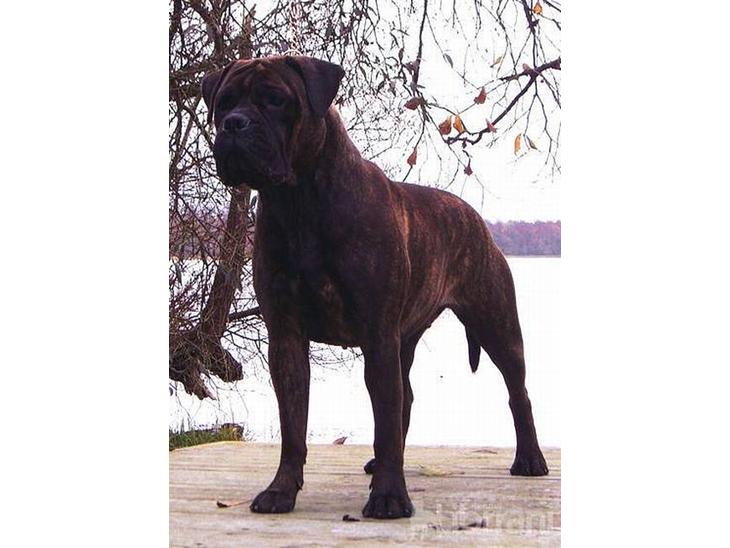 Bullmastiff Librrani's Aisha - Aisha ved Sorø sø i efterårets smukke natur billede 1