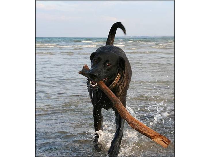 Labrador retriever Tulle billede 1