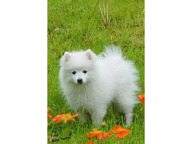 {{currentPhoto.altText}} billede {{currentPhoto.number}}