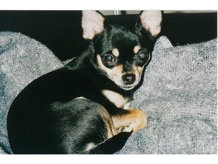 Chihuahua Coco billede 1