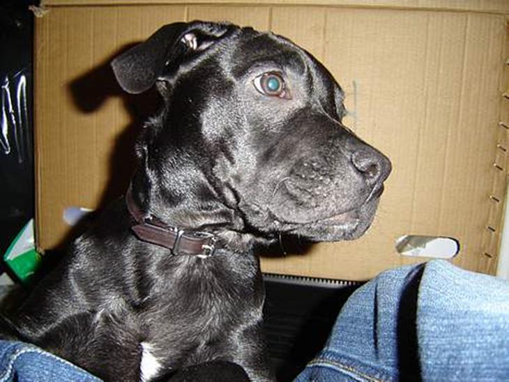 {{currentPhoto.altText}} billede {{currentPhoto.number}}