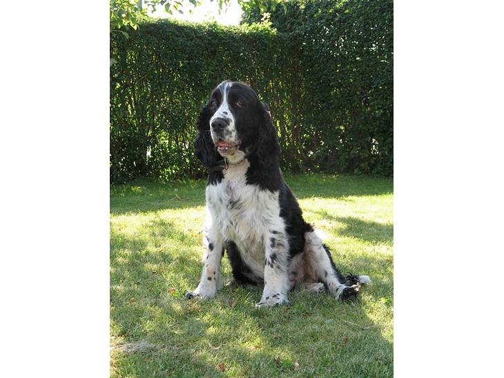 Engelsk springer spaniel Mirocchi (Louis) - Gået bort - Min dejlige hund <3 billede 1