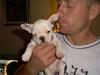 Fransk bulldog noa