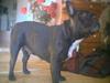 Fransk bulldog Freja