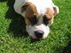Amerikansk bulldog Kenzo