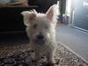 West highland white terrier Airas Milo Lucas 