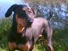 Dobermann Zita
