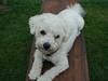 Bichon à poil frisé Futte