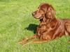 Irsk setter Minca