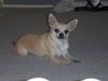 Chihuahua Oliver