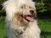 Bichon havanais Miki (Mikisoq)