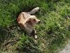 Golden retriever Highfield G. Gun Rambus