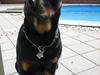 Rottweiler Nausica
