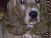 Cocker spaniel Lady