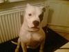 Amerikansk bulldog VBA's Coco Chanel - Malou