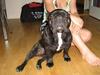 Fransk bulldog Sofus