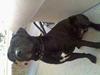 Amerikansk staffordshire terrier Milo