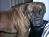 Boxer Ringo Starr