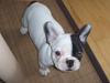 Fransk bulldog Joker