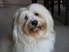 Bichon havanais Bubber