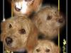 Basset fauve de bretagne Mille