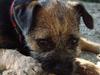 Border terrier DKAGCH DKSPCH  "Puma"