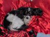 Papillon sille R.I.P :'(