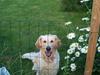 Golden retriever Athene    *Aflivet * :'(