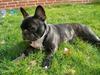 Fransk bulldog Bongo