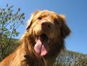 Nova scotia duck tolling retriever Murphy