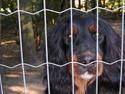 Gordon setter Benjamin - Aflivet
