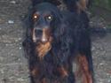 Gordon setter Settershill Jack