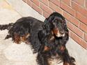 Gordon setter Aaens Ulrikke - død