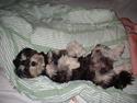 Løwchen Mille - død 19/9-2007!!