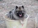 Keeshond keeshos bosco