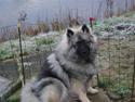 Keeshond keeshos dixi