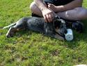 Australsk cattledog Abim
