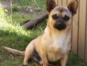 Blanding af racer Chiko.. Chihuahua-bla.