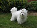 Coton de tulear "Mille" Melkomi's Alfine