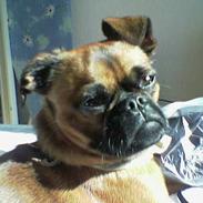 Griffon petit brabancon Anton